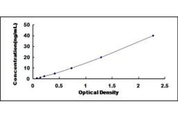 SDC3 ELISA Kit