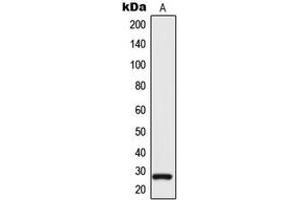 Western Blotting (WB) image for anti-Tetraspanin 9 (TSPAN9) (Center) antibody (ABIN7297842)