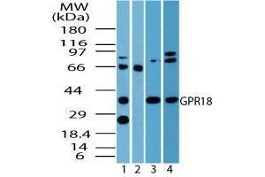 Image no. 2 for anti-G Protein-Coupled Receptor 18 (GPR18) (AA 1-50) antibody (ABIN960190) (GPR18 antibody  (AA 1-50))