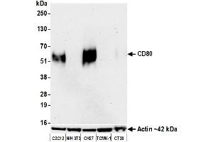 Western Blotting (WB) image for anti-CD80 (CD80) (AA 37-245) antibody (ABIN7449358)