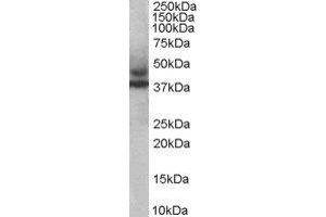 ABIN2563982 staining (1ug/ml) of human muscle lysate (RIPA buffer, 35ug total protein per lane). (TRIM54 antibody  (C-Term))