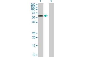 Western Blot analysis of ATP6AP1 expression in transfected 293T cell line by ATP6AP1 MaxPab polyclonal antibody. (ATP6AP1 antibody  (AA 1-470))
