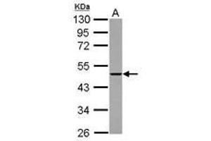 Image no. 2 for anti-THUMP Domain Containing 2 (THUMPD2) (AA 246-491) antibody (ABIN1501385) (THUMPD2 antibody  (AA 246-491))