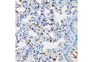 Immunohistochemistry of paraffin-embedded rat lung using RPB3/POLR2C Rabbit mAb (ABIN7269458) at dilution of 1:100 (40x lens). (POLR2C antibody)