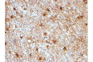 Formalin-fixed, paraffin-embedded human Cerebellum stained with GFAP Mouse Monoclonal Antibody (GA-5). (GFAP antibody)