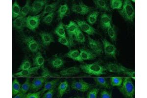 Immunofluorescence (IF) image for anti-FERM Domain Containing 6 (FRMD6) antibody (ABIN7265006)