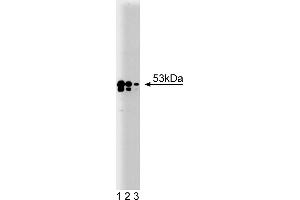 Western Blotting (WB) image for anti-TEA Domain Family Member 1 (SV40 Transcriptional Enhancer Factor) (TEAD1) (AA 86-199) antibody (ABIN968252) (TEAD1 antibody  (AA 86-199))