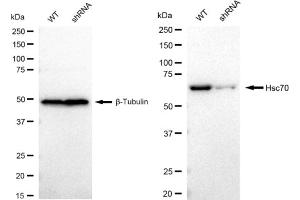 Western blotting analysis using Hsc70 antibody (ABIN7798857).