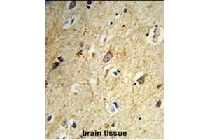 Formalin-fixed and paraffin-embedded human brain tissue reacted with GABARL1 Antibody, which was peroxidase-conjugated to the secondary antibody, followed by DAB staining. (GABARAPL1 antibody)