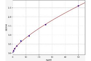 RARS ELISA Kit