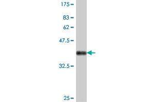 Western Blot detection against Immunogen (38. (RAB21 antibody  (AA 116-225))