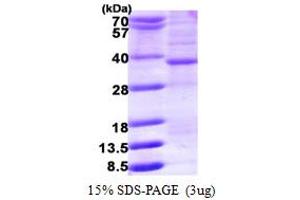 HMGCL Protein (AA 28-325) (His tag)