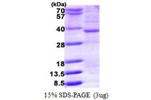 SDS-PAGE (SDS) image for 3-Hydroxymethyl-3-Methylglutaryl-CoA Lyase (HMGCL) (AA 28-325) protein (His tag) (ABIN667639)