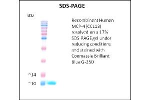 SDS-PAGE (SDS) image for Chemokine (C-C Motif) Ligand 13 (CCL13) (Active) protein (ABIN5509368) (CCL13 Protein)