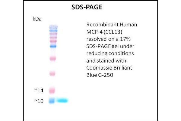 CCL13 Protein