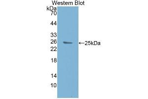 Western Blotting (WB) image for anti-Caspase 8 (CASP8) (AA 217-384) antibody (ABIN1077919) (Caspase 8 antibody  (AA 217-384))