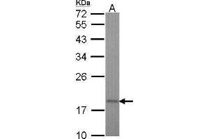 WB Image Sample (30 ug of whole cell lysate) A: Hela 12% SDS PAGE antibody diluted at 1:1000 (TIMM17A antibody  (C-Term))