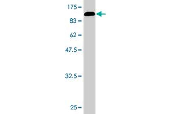ZKSCAN4 antibody  (AA 1-545)