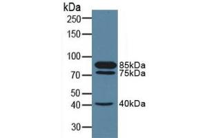 MME antibody  (AA 382-538)
