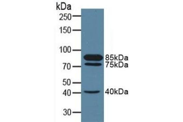 MME antibody  (AA 382-538)