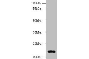 Western blot All lanes: ARL14 antibody at 0. (ARL14 antibody  (AA 2-192))