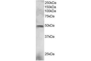 Image no. 1 for anti-E74-Like Factor 3 (Ets Domain Transcription Factor, Epithelial-Specific) (ELF3) (C-Term) antibody (ABIN374234)