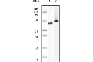 Western Blotting (WB) image for anti-PTK6 Protein tyrosine Kinase 6 (PTK6) (truncated) antibody (ABIN2464095) (PTK6 antibody  (truncated))