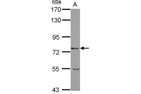 LRRN2 antibody