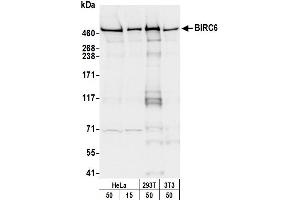 Western Blotting (WB) image for anti-Baculoviral IAP Repeat-Containing 6 (BIRC6) (C-Term) antibody (ABIN7453916) (BIRC6 antibody  (C-Term))