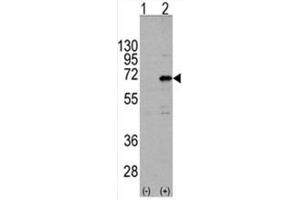 Image no. 1 for anti-CCR4-NOT Transcription Complex Subunit 4 (CNOT4) (N-Term) antibody (ABIN356968) (CNOT4 antibody  (N-Term))