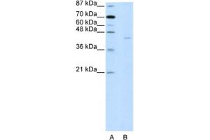 Western Blotting (WB) image for anti-PiggyBac Transposable Element Derived 1 (PGBD1) antibody (ABIN2461950) (PGBD1 antibody)