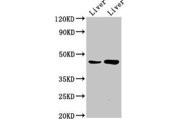 CHKB antibody  (AA 2-99)