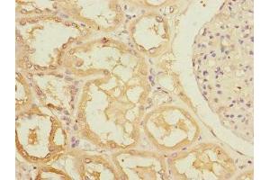 Immunohistochemistry of paraffin-embedded human kidney tissue using ABIN7167152 at dilution of 1:100 (RASA4 antibody  (AA 60-290))