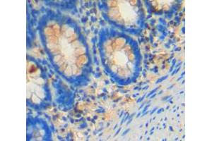 IHC-P analysis of rectum tissue, with DAB staining. (FES antibody  (AA 509-766))