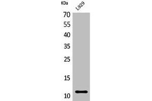 Western Blot analysis of L929 cells using MCP-2 Polyclonal Antibody (CCL8 antibody  (C-Term))