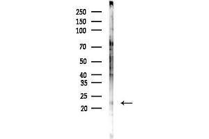 anti-DNA-Damage-Inducible Transcript 4-Like (DDIT4L) (N-Term) antibody