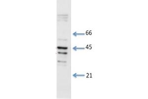 Species+tissue/cell type: Total rat cardiac lysate 1: 8 ug total cardiac lysate 2: 15 ug total cardiac lysate 3: 30 ug total cardiac lysate 4: 50 ug total cardiac lysatePrimary antibody dilution: 0. (Connexin 43/GJA1 antibody  (N-Term))