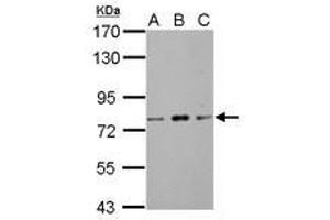 Image no. 3 for anti-Zinc Finger and BTB Domain Containing 20 (ZBTB20) (AA 1-668) antibody (ABIN1501916) (ZBTB20 antibody  (AA 1-668))