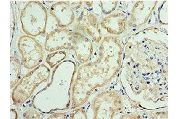 APC1 antibody  (AA 1-185)