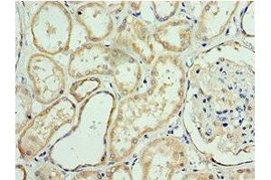 Immunohistochemistry of paraffin-embedded human kidney tissue using ABIN7144071 at dilution of 1:100 (APC1 antibody  (AA 1-185))