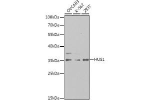 Western blot analysis of extracts of various cell lines, using HUS1 antibody (ABIN6131777, ABIN6142085, ABIN6142087 and ABIN6221056) at 1:1000 dilution. (HUS1 antibody  (AA 1-280))