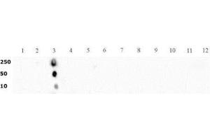 Histone H3 dimethyl Lys4 pAb tested by dot blot analysis. (Histone 3 antibody  (H3K4me2))