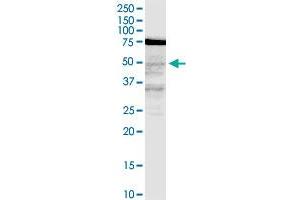 Western Blotting (WB) image for anti-Ceramide Synthase 3 (CERS3) (AA 57-134) antibody (ABIN1774879)