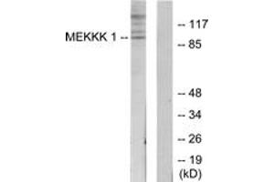 Western blot analysis of extracts from HepG2 cells, using MEKKK 1 Antibody. (MAP4K1 antibody  (AA 371-420))