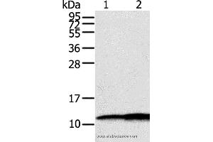 Western blot analysis of Hepg2 and A549 cell, using S100A11 Polyclonal Antibody at dilution of 1:600