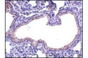 Immunohistochemistry of SLPI in mouse lung tissue with this product at 10 μg/ml. (SLPI antibody  (Center))
