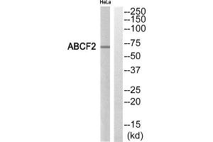 Western Blotting (WB) image for anti-ATP-Binding Cassette, Sub-Family F (GCN20), Member 2 (ABCF2) (Internal Region) antibody (ABIN1850853) (ABCF2 antibody  (Internal Region))