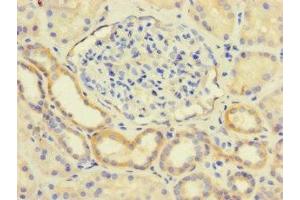 Immunohistochemistry of paraffin-embedded human kidney tissue using ABIN7158641 at dilution of 1:100 (LY96 antibody  (AA 19-160))