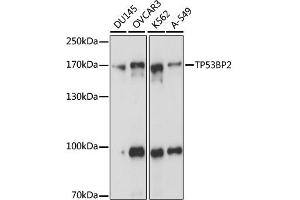 Western blot analysis of extracts of various cell lines, using TP53BP2 antibody (ABIN6292836) at 1:1000 dilution.