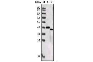 Western blot analysis using SORL1 mouse mAb against truncated SORL1 recombinant protein (1) and SORL1 (aa2159-2214)-hIgGFc transfected CHO-K1 cell lysate (2). (SORL1 antibody  (AA 2159-2214))